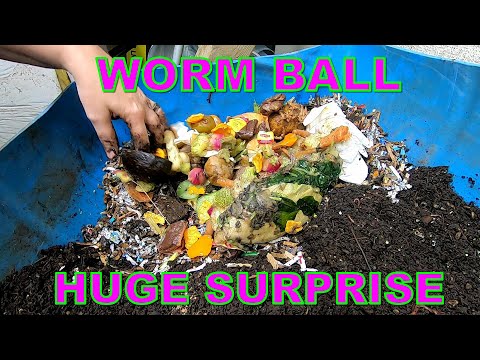 55 GALLON WORM BIN WORM BALL SUPRISE!!