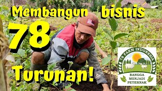 Download lagu Peluang Emas, Usaha Modal Sedikit Untung Besar, Perkebunan Buah & Ternak Kambing Domba mp3 Download lagu Peluang Emas, Usaha Modal Sedikit Untung Besar, Perkebunan Buah & Ternak Kambing Domba mp3