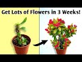 2 BEST Ways Get Lots of Flowers on Euphorbia // Crown Of Thorns Plant Care Tips