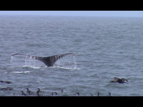 5.29.18 Humpback Whales