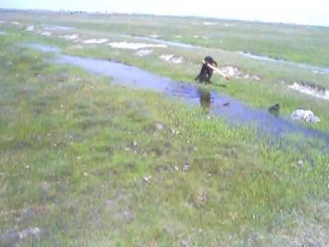 joaca cu batul in apa