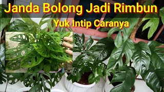 Download lagu Cara Mudah Memangkas dan Merimbunkan Tanaman Hias Janda Bolong mp3