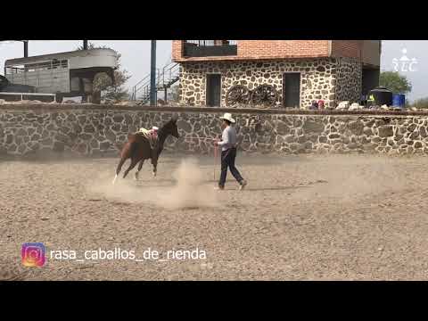 EL CAMINO AL FUTURITY VIP - Capítulo 4 (Parte 3)