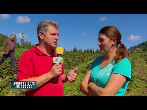 Agroproiecte de succes: Plantație de căpșuni la cota 1200 | 20.12.2020