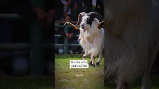 Download lagu domba artis ade astrid #dombagarut #domba #goat #adeastrid #sheep #shorts #cungurfotret mp3 Download lagu domba artis ade astrid #dombagarut #domba #goat #adeastrid #sheep #shorts #cungurfotret mp3