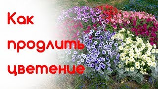 Любимые цветники 23 августа
