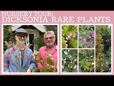 Nursery tour: Dicksonia Rare Plants!!