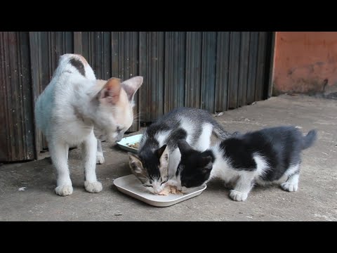 Mother cat and kitten live in a food stall , eating human leftovers