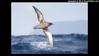 GÜN OLUR  (solo) - Zülfü Livaneli Bestesi