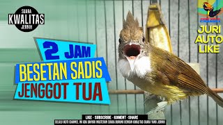 Download lagu BESETAN DAHSYAT CUCAK JENGGOT GACOR MASTERAN WAJIB KICAU MANIA mp3 Download lagu BESETAN DAHSYAT CUCAK JENGGOT GACOR MASTERAN WAJIB KICAU MANIA mp3