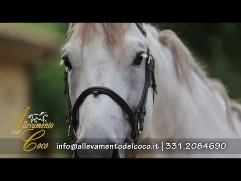 Eta Beta STALLONE ( Allevamento Del Coco )