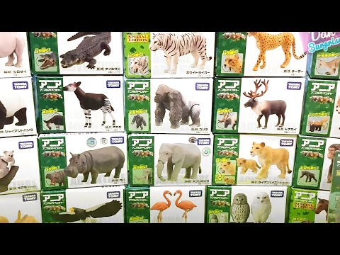 Wild Animals - Rhino, Gorilla, Okapi, Zebra, Cheetah, Elephant, Reindeer, Lioness, Owl, Flamingo