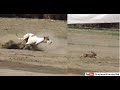 Greyhounds Vs Hares Dog And Rabbit Race In Pakistan Coursing Greyhound