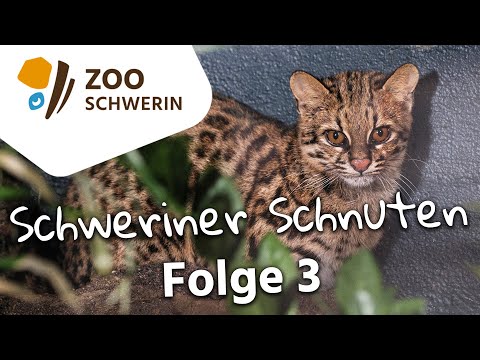 Zoo-Doku - Folge 3 - Schweriner Schnuten - Auf leisen Pfoten