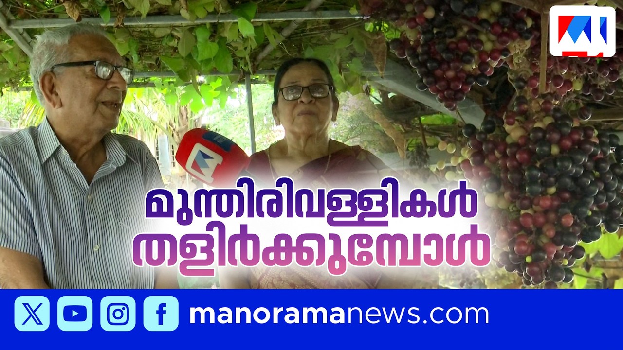 നമുക്കിനി മുന്തിരിത്തോട്ടങ്ങളിൽ ചെന്ന് രാപ്പാർക്കാം