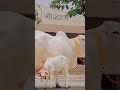 गौ माता स्टेटस Cow Maa Status Whtsapp Status 4k Andheri Mata Status Shorts
