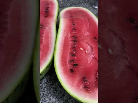 #sandía  #campo #cosecha en las #cabaña  de #florenciovarela  #buenosaires #argentina  .