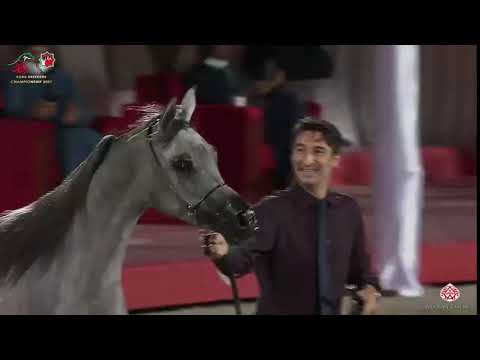 N 106 D JOOREYYAH   Emirates AH Breeders Championship 2021   Fillies 2 Years Old Class 2A