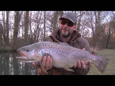 Still Water - Monster Brown Trout