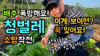 배추 속 청벌레 소탕작전 / 이게 보이면 꼭 있어요 / 방치하면 절대 안됩니다 / 배추 폭망해요.
