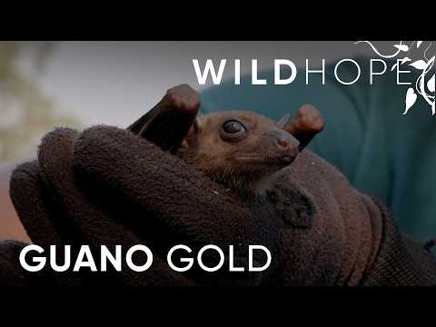 Bat Guano... the Future of Sustainable Fertilizer? | WILD HOPE