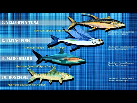 image-How fast does the fastest fish swim?