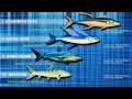 10 Fastest Animals In Water Fastest Fish In The World Updated