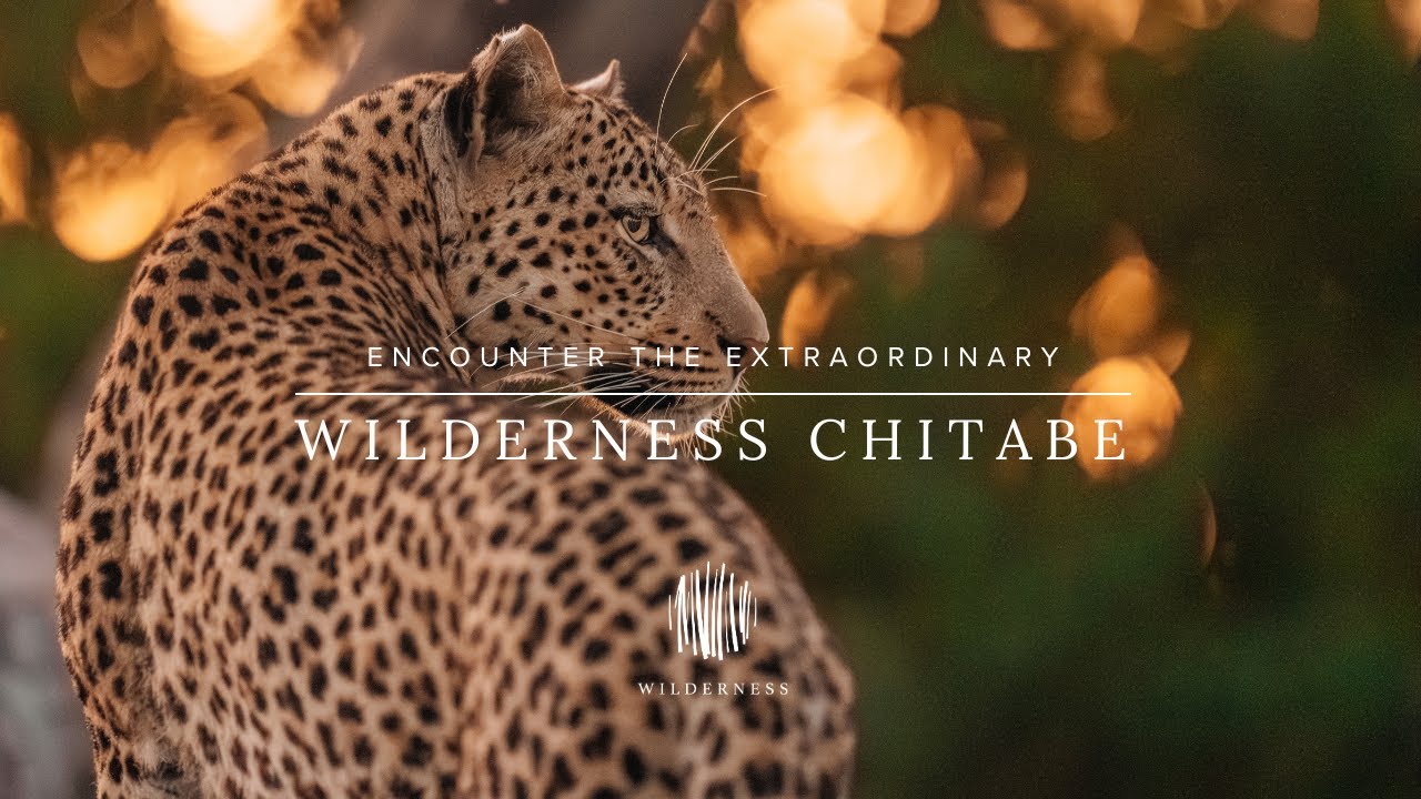 Wilderness Chitabe: Encounter the Extraordinary
