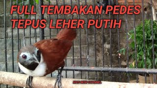 Download lagu FULL TEMBAKAN PEDES TEPUS LEHER PUTIH mp3 Download lagu FULL TEMBAKAN PEDES TEPUS LEHER PUTIH mp3