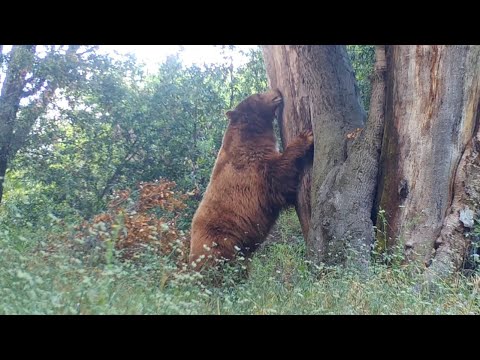 Down By The Big Oak Tree With Wilford The Bear And A Mom With Two Cubs