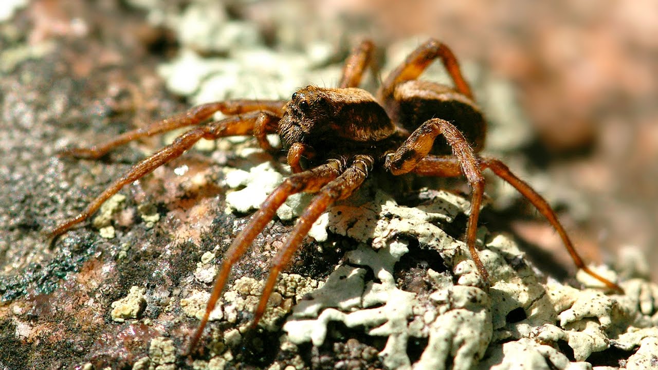 Hämähäkki - Spider @Finland