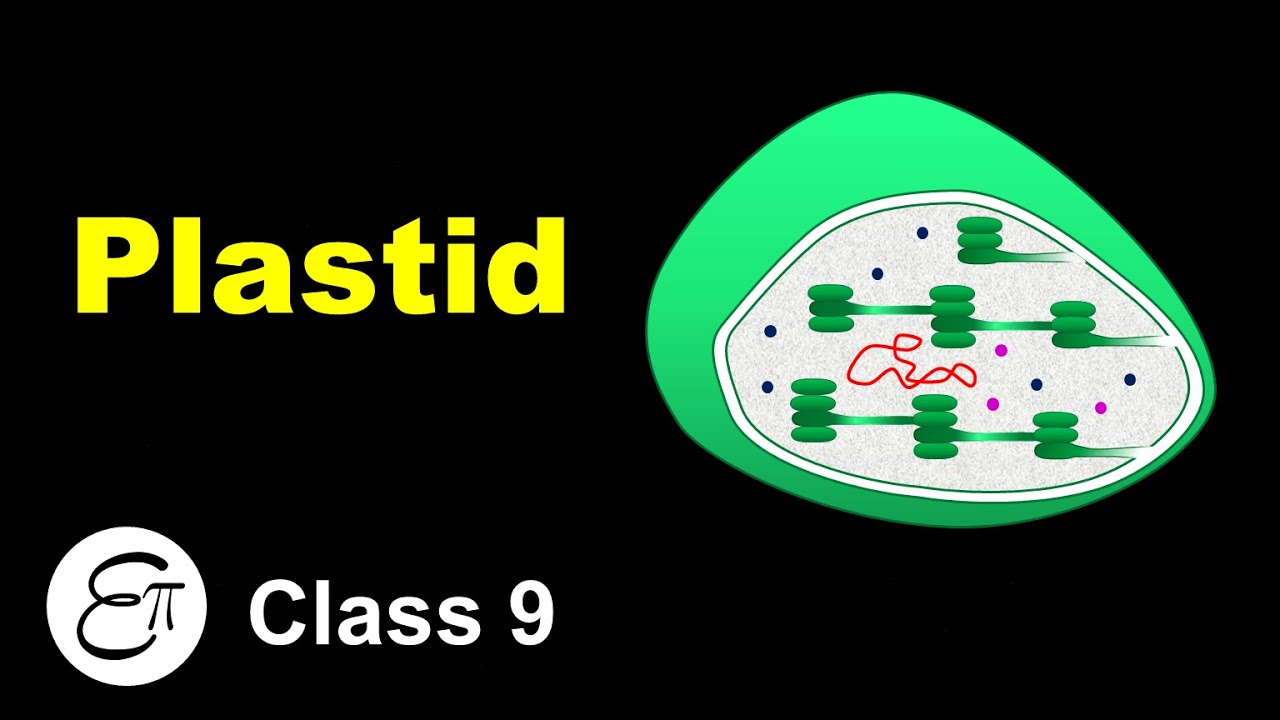Plastid || The Fundamental Unit of Life - 13 || for Class 9 in Hindi