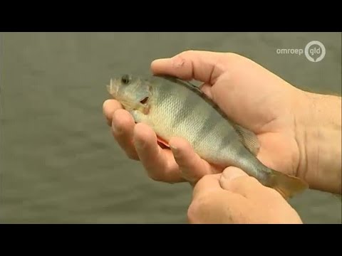 GLD Nieuws 22 juni 2013 - Nieuws