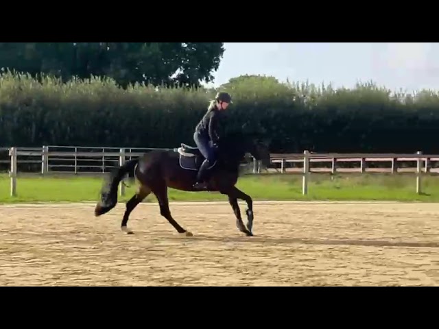 Riding movie at home Doni’s Princess TB (Don Diarado x Arpeggio).