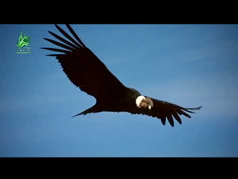 Documental Parroquia Victoria del Portete