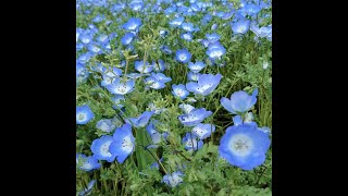 想い出の花束【オリジナル曲】