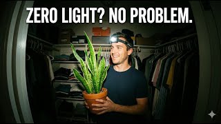 10 Houseplants That Are Almost Impossible to Kill (Even in the Dark)