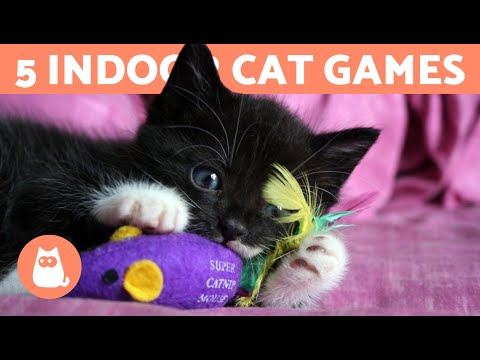 5 GAMES to ENTERTAIN Your CAT at HOME 🐱