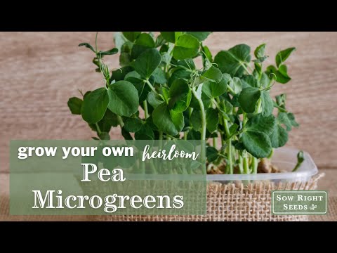 Sow Right Seeds | How to Grow Pea Microgreens
