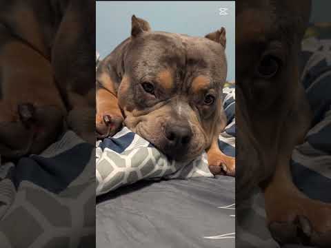 Broly versus Troy ultimate battle