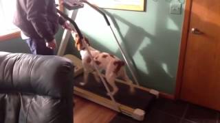 Gracie on Treadmill
