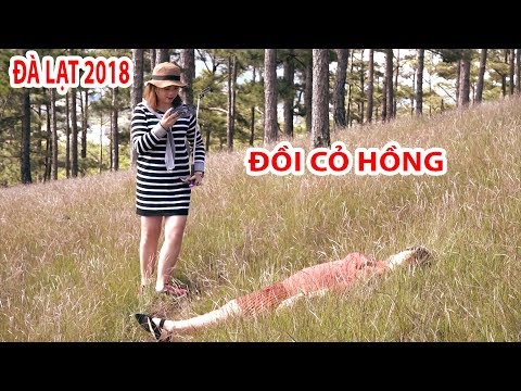 Đồi Cỏ Hồng quá đẹp trên đồi thông ở Đà Lạt 2018