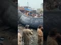 Shark Fish At Karachi Beach Sea View