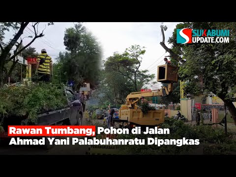 Rawan Tumbang, Pohon di Jalan Ahmad Yani Palabuhanratu Dipangkas
