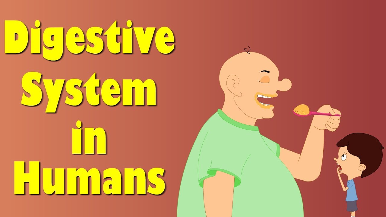Digestive System of Human Body | #aumsum #kids #science #education #children