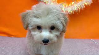 ハーフ犬の動画01