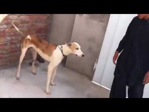 Aamir's Sindh Runers