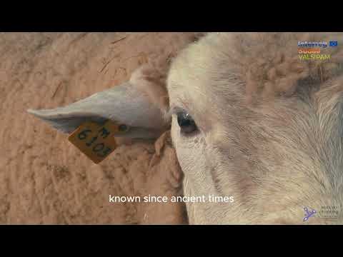 Montado Agrosilvopastoral System of the Serpa Hills, Portugal