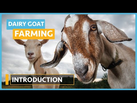 Dairy Goat Farming Lesson 1 Course Outline