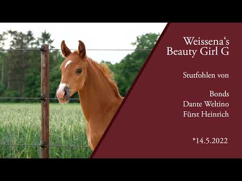 Stutfohlen von Bonds x Dante Weltino - for sale